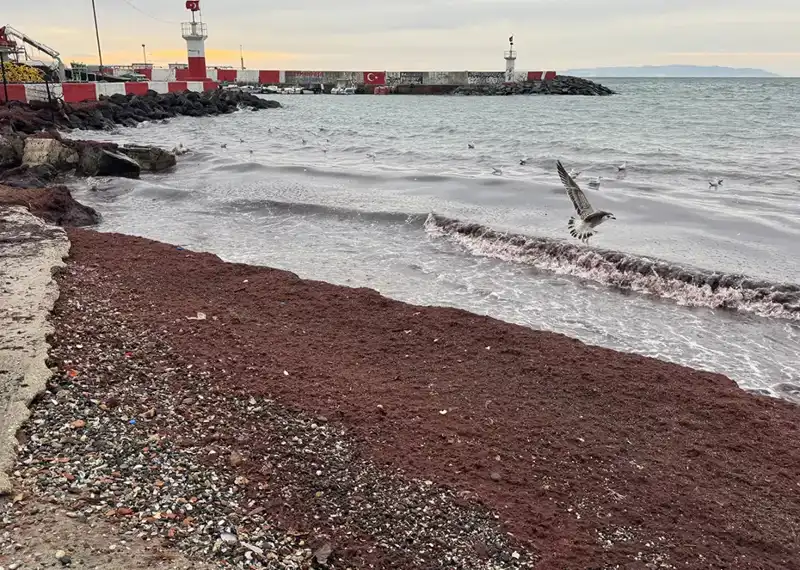 Tekirdağ'da Sahillerin Kırmızıya Dönüşen Göz alıcı Manzarası